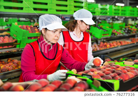 Female employee sorting fresh ripe peaches Female employee sorting fresh ripe peaches 76277316