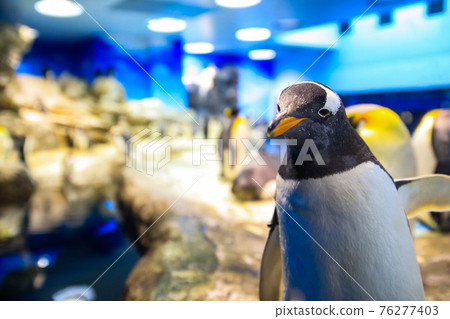 Gentoo Penguin Interesting Municipal Shimonoseki Aquarium "Kaikyokan" Gentoo Penguin Interesting Municipal Shimonoseki Aquarium "Kaikyokan" 76277403
