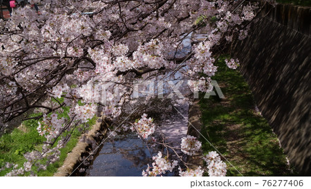 Water channel and cherry blossom 76277406
