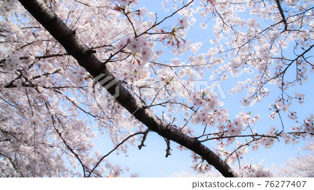 Cherry blossoms in the sun 76277407