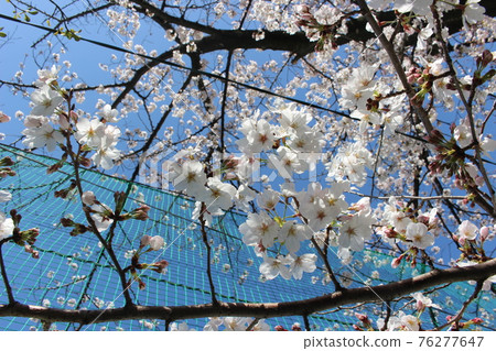 Sakura: Spring has arrived in the refreshing sky Sakura: Spring has arrived in the refreshing sky 76277647