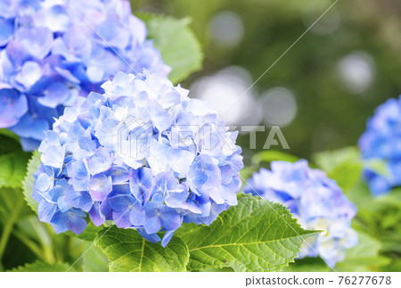 繡球花水月形象繡球花六月花形像素材 照片素材 圖片 圖庫