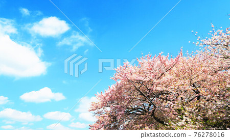 Cherry blossoms and blue sky scenery (Urban Agricultural Park) Cherry blossoms and blue sky scenery (Urban Agricultural Park) 76278016