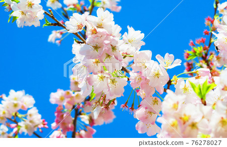 Cherry blossoms and blue sky scenery (Urban Agricultural Park) Cherry blossoms and blue sky scenery (Urban Agricultural Park) 76278027