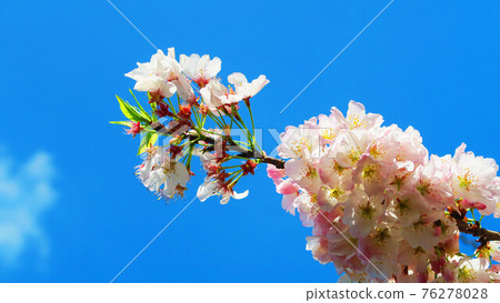 櫻花藍天風光(城市農業公園) 櫻花藍天風光(城市農業公園) 76278028