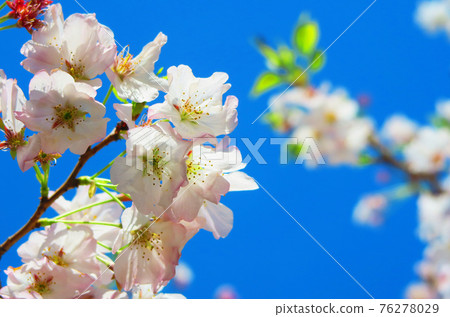 櫻花藍天風光(城市農業公園) 櫻花藍天風光(城市農業公園) 76278029