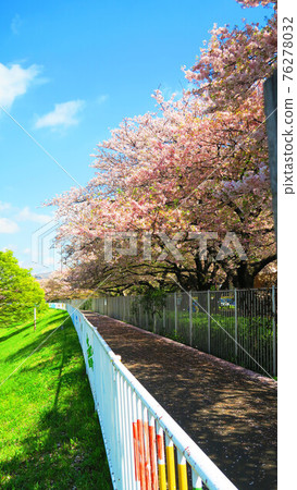 櫻花藍天風光(城市農業公園) 櫻花藍天風光(城市農業公園) 76278032
