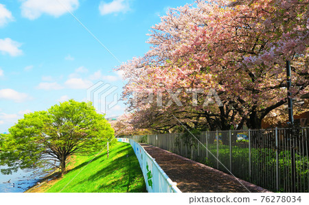 櫻花藍天風光(城市農業公園) 櫻花藍天風光(城市農業公園) 76278034