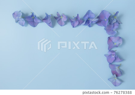 Flat lay with hydrangea or hortensia blue-purple petals, pastel blue background 76278388