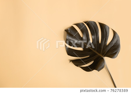Flat lay with Monstera palm leaf inverted colors effect, black and beige 76278389