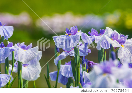 Pretty blooming flower shobu Pretty blooming flower shobu 76278464