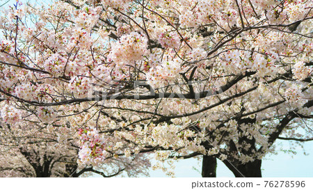 赤羽櫻之綠地(東京都北區)的櫻花景色 赤羽櫻之綠地(東京都北區)的櫻花景色 76278596