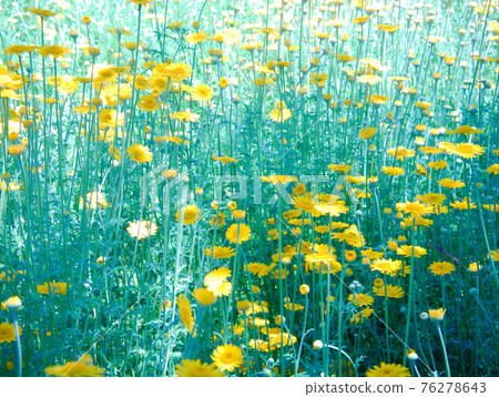 Dyers chamomile and sunshine 76278643