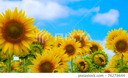 Blue sky and sunflower Blue sky and sunflower 76278644