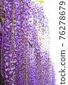 紫藤24 76278679