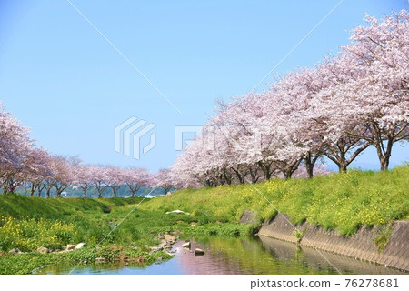 櫻花、油菜花、白鷺盛開的草場川 櫻花、油菜花、白鷺盛開的草場川 76278681