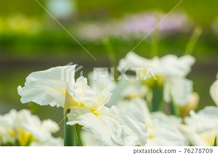 漂亮盛開的花 漂亮盛開的花 76278709