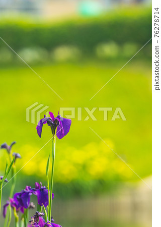 漂亮盛開的花 76278714