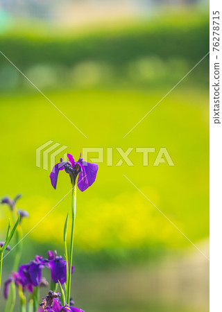 漂亮盛開的花 76278715