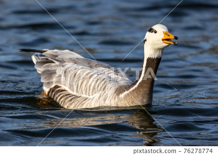 The bar-headed goose, Anser indicus seen in English Garden in Munich 76278774