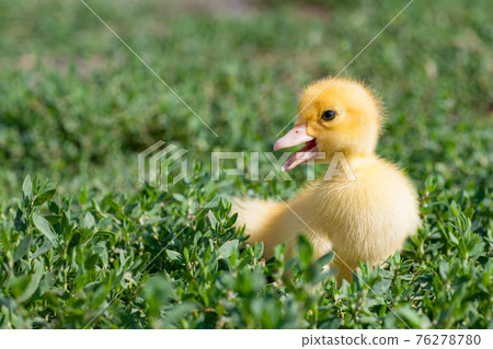 small duck who discovers life small duck who discovers life 76278780