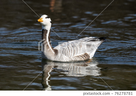The bar-headed goose, Anser indicus seen in English Garden in Munich The bar-headed goose, Anser indicus seen in English Garden in Munich 76278781