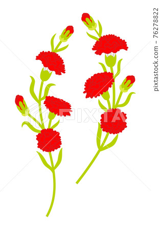 Carnation cut flowers 2 curves Carnation cut flowers 2 curves 76278822