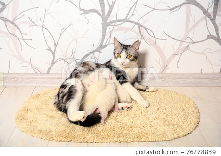 Cat and kitten hug and sleep in compassion Cat and kitten hug and sleep in compassion 76278839