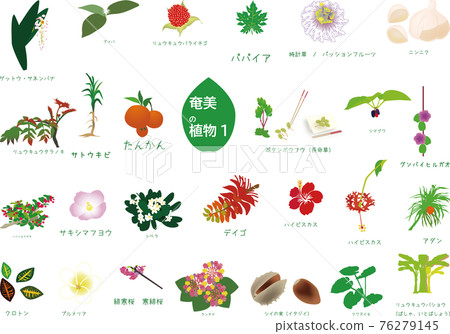 Tropical Amami plant set 3 types 1 76279145