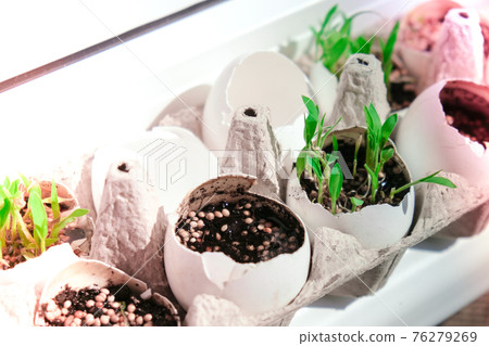 Seedlings in egg shell at home. Early seedlings grown from seeds at home on the windowsil. Young fresh green seedlings growing under the sun 76279269