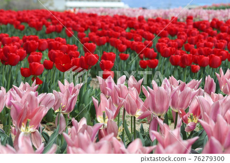 公園裡盛開的美麗鬱金香 76279300