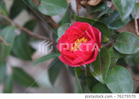 Double-flowered camellia The crimson flowers are blooming against the dark green leaves. 76279570
