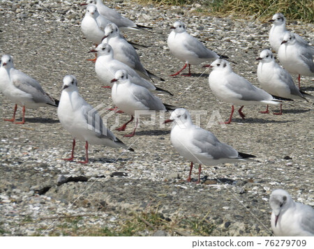 Black-headed gull returning to the north soon Black-headed gull returning to the north soon 76279709