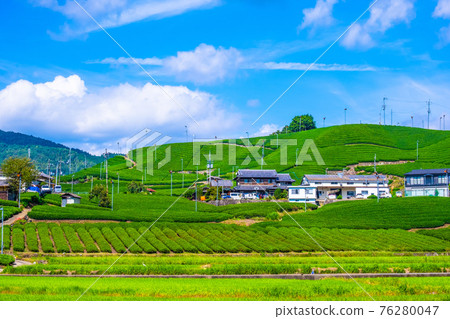 Uji tea village 76280047