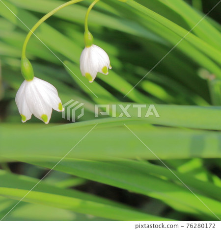 Pretty Omachi Snowflake (Snowflake) 76280172