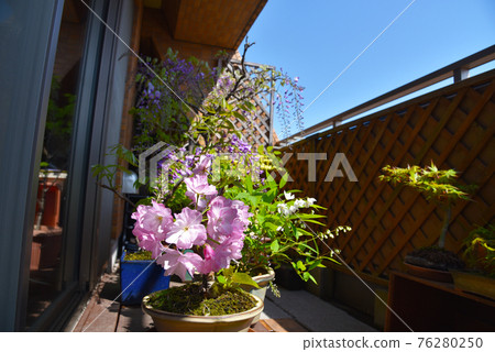 Bonsai on the balcony, Asahiyama Sakura,... - Stock Photo [76280250] - PIXTA