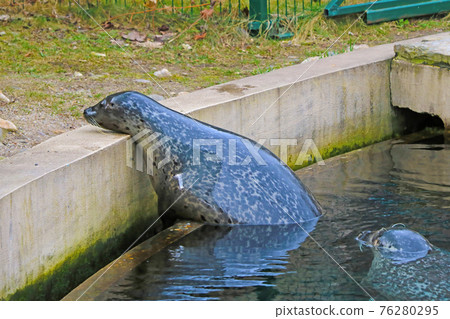 Close-up on an adult seal in the park. Close-up on an adult seal in the park. 76280295