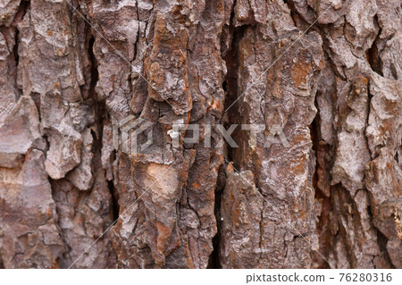 Trunk of brown tree bark, background, texture. Trunk of brown tree bark, background, texture. 76280316