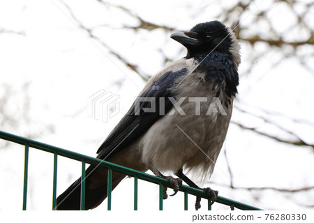 Close-up of a small crow sitting on a fence. 76280330