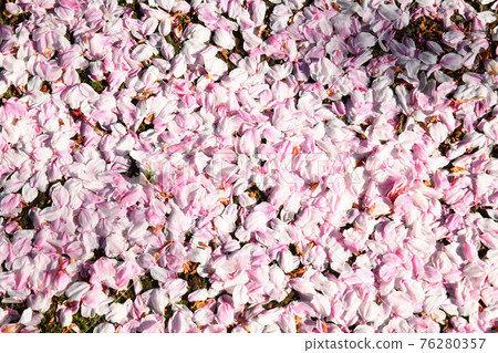 Cherry blossoms petaled on one side 76280357