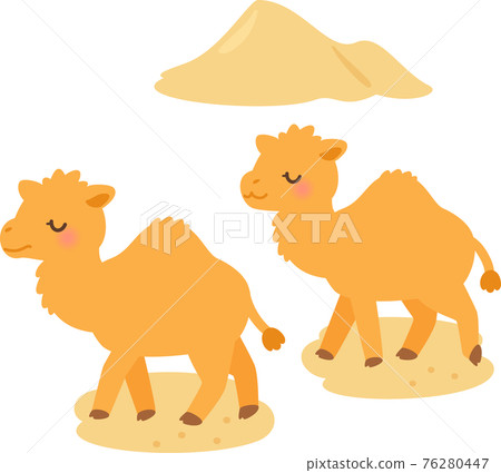 Two dromedaries walking in the desert Two dromedaries walking in the desert 76280447