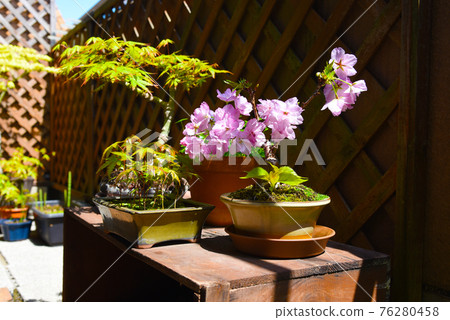 Bonsai on the balcony, Asahiyama cherry tree, maple 76280458