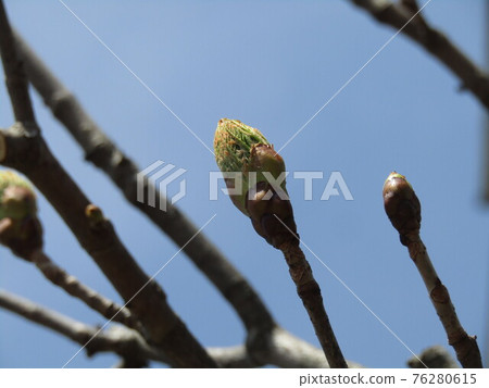 Egg-shaped bud at the tip, leaf bud and flower bud in it Egg-shaped bud at the tip, leaf bud and flower bud in it 76280615