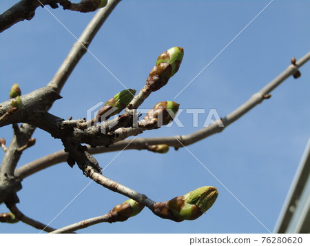 頂端有蛋形芽，其中有葉芽和花芽 76280620