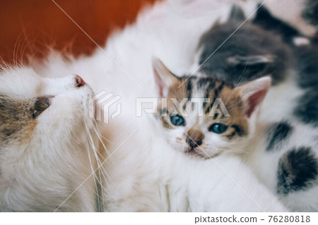 Mother cat nursing her kittens. Cute cats family. Feline health and protection animals concept. Fading kitten syndrome. Selective focus 76280818
