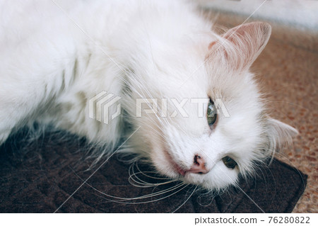 Close up view of sick young white cat lies on brown blanket in a veterinary clinic for pets. Feline health, problems with nursing kittens and cat illness concept. Selective focus Close up view of sick young white cat lies on brown blanket in a veterinary clinic for pets. Feline health, problems with nursing kittens and cat illness concept. Selective focus 76280822