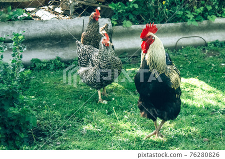 Free range chicken farm - close up view of cock and chickens roam freely outdoors. Commercial organic free-range and pastured poultry production. Home farming. Selective focus 76280826