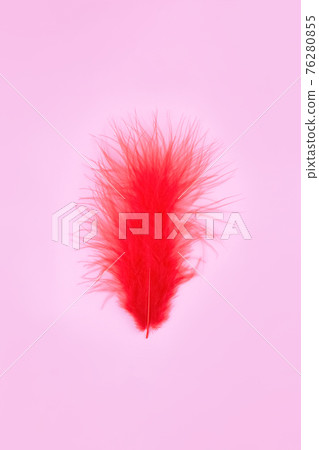 Beautiful red bird feather on pink background with copy space. Minimal abstract composition. Feather as a symbol of power, fertility or blood. Conceptual realism. Selective focus Beautiful red bird feather on pink background with copy space. Minimal abstract composition. Feather as a symbol of power, fertility or blood. Conceptual realism. Selective focus 76280855