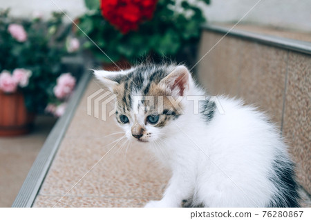 Close up view of little cute kitten sitting near house against blurred flowers as background. Sad kitten. Selective focus 76280867