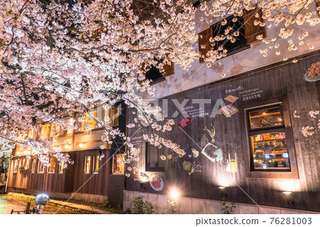 《Kyoto Prefecture》 Kiyamachi-dori night cherry blossoms / spring bar 76281003